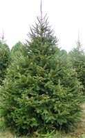Picea Abies - Norway Spruce Trees from Heathwood Nurseries